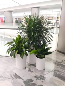 余姚盆景出租哪家好